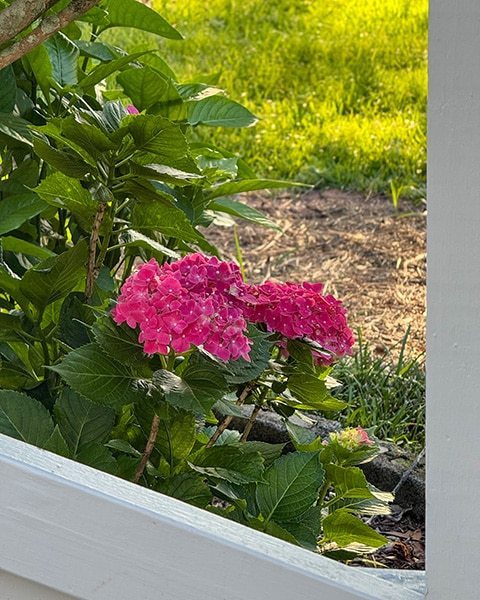 Garden-Hydrangeas