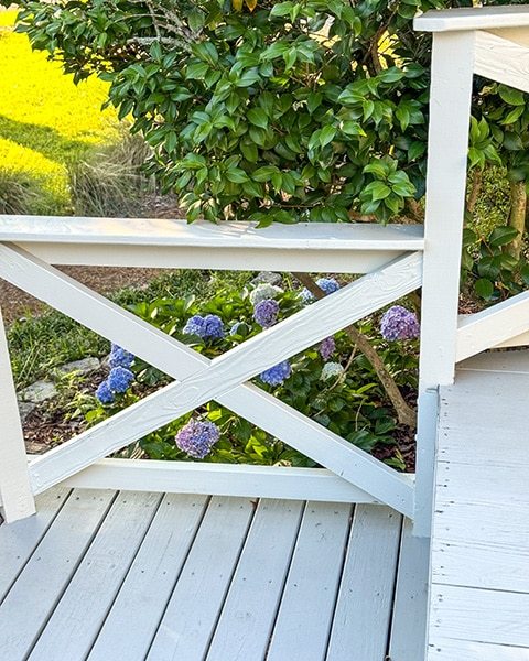 Garden_PurpleHydrangeas