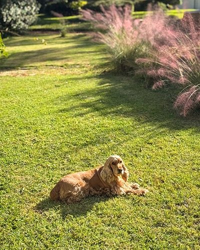 Molly-in-our-garden