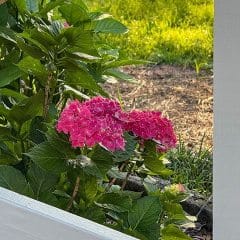 Garden-Hydrangeas