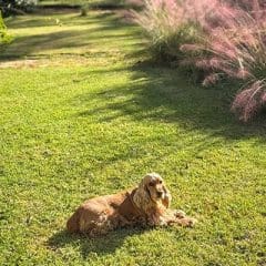 Molly-in-our-garden